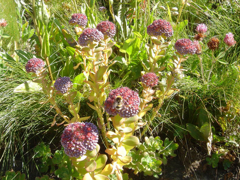 Hylotelephium anacampseros en fleurs dans des éboulis stabilisés des Alpes